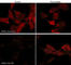 WASP Family Member 1 antibody, WP1731, ECM Biosciences, Immunocytochemistry image 