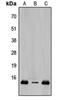 Transcription Elongation Factor A Like 8 antibody, orb304624, Biorbyt, Western Blot image 