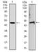Tubulin Alpha 8 antibody, AM06711SU-N, Origene, Western Blot image 
