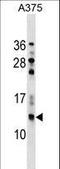 Brain Expressed X-Linked 3 antibody, LS-C158384, Lifespan Biosciences, Western Blot image 