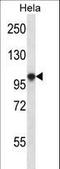 Hyperpolarization Activated Cyclic Nucleotide Gated Potassium Channel 1 antibody, LS-C166816, Lifespan Biosciences, Western Blot image 