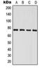 P21 (RAC1) Activated Kinase 6 antibody, orb215232, Biorbyt, Western Blot image 