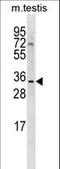 SHANK Associated RH Domain Interactor antibody, LS-C158963, Lifespan Biosciences, Western Blot image 