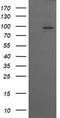 p101-PI3K antibody, TA505828AM, Origene, Western Blot image 