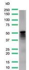 Desmin antibody, MA5-16357, Invitrogen Antibodies, Western Blot image 
