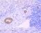 Midkine antibody, A01823-1, Boster Biological Technology, Immunohistochemistry frozen image 