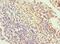 Solute Carrier Family 2 Member 1 antibody, LS-C376633, Lifespan Biosciences, Immunohistochemistry frozen image 