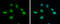 Growth Factor Receptor Bound Protein 2 antibody, GTX100294, GeneTex, Immunocytochemistry image 