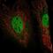 EYA Transcriptional Coactivator And Phosphatase 4 antibody, NBP1-85548, Novus Biologicals, Immunofluorescence image 