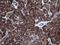 DExD/H-Box Helicase 58 antibody, NBP2-45678, Novus Biologicals, Immunohistochemistry frozen image 