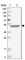 RUN And SH3 Domain Containing 1 antibody, HPA029923, Atlas Antibodies, Western Blot image 