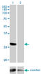 Deoxyguanosine Kinase antibody, LS-C197046, Lifespan Biosciences, Western Blot image 