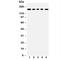 Mucin 1, Cell Surface Associated antibody, R31426, NSJ Bioreagents, Western Blot image 