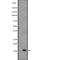 Interleukin 36 Beta antibody, abx147673, Abbexa, Western Blot image 