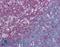 Lymphocyte Cytosolic Protein 2 antibody, LS-B1879, Lifespan Biosciences, Immunohistochemistry frozen image 