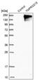 Transmembrane Serine Protease 15 antibody, PA5-53341, Invitrogen Antibodies, Western Blot image 