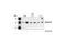 Aurora Kinase B antibody, 3094T, Cell Signaling Technology, Western Blot image 