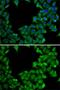 Rhotekin antibody, GTX64868, GeneTex, Immunofluorescence image 