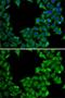 RTKN antibody, GTX64868, GeneTex, Immunofluorescence image 