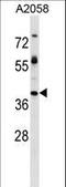 Trophoblast Glycoprotein antibody, LS-C160133, Lifespan Biosciences, Western Blot image 