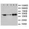 Decorin antibody, orb18168, Biorbyt, Western Blot image 