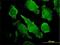 Phospholipase C Gamma 1 antibody, H00005335-M01, Novus Biologicals, Immunofluorescence image 