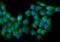 WW Domain Containing Oxidoreductase antibody, M01223, Boster Biological Technology, Immunofluorescence image 