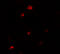 Pellino E3 Ubiquitin Protein Ligase 1 antibody, 7071, ProSci, Immunofluorescence image 
