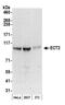 Protein ECT2 antibody, NBP1-28729, Novus Biologicals, Western Blot image 