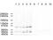 Adaptor Related Protein Complex 2 Subunit Alpha 2 antibody, NBP2-21648, Novus Biologicals, Western Blot image 