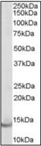 Parvalbumin antibody, orb88987, Biorbyt, Western Blot image 