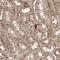 mCLOCK antibody, NBP1-88614, Novus Biologicals, Immunohistochemistry frozen image 