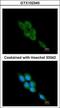 Calpain 1 antibody, GTX102340, GeneTex, Immunofluorescence image 