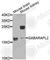 GABA Type A Receptor Associated Protein Like 2 antibody, A7782, ABclonal Technology, Western Blot image 