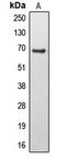 EPS8 Like 3 antibody, LS-C353545, Lifespan Biosciences, Western Blot image 