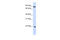 Interferon Alpha 7 antibody, 27-005, ProSci, Western Blot image 