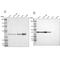 NAD(P) Dependent Steroid Dehydrogenase-Like antibody, PA5-51417, Invitrogen Antibodies, Western Blot image 