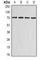 Lamin B Receptor antibody, orb340922, Biorbyt, Western Blot image 
