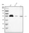 Lymphoid Enhancer Binding Factor 1 antibody, A00605-2, Boster Biological Technology, Western Blot image 