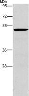 Perilipin-2 antibody, LS-C406223, Lifespan Biosciences, Western Blot image 