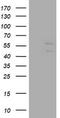 DIX Domain Containing 1 antibody, TA505520, Origene, Western Blot image 