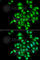 Interleukin 20 antibody, A6629, ABclonal Technology, Immunofluorescence image 