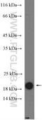 Pleiotrophin antibody, 27117-1-AP, Proteintech Group, Western Blot image 