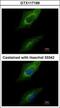 Protein Kinase Domain Containing, Cytoplasmic antibody, GTX117199, GeneTex, Immunofluorescence image 
