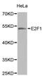 E2F-1 antibody, MBS126416, MyBioSource, Western Blot image 