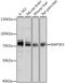 Mitogen-Activated Protein Kinase Kinase Kinase 3 antibody, 16-404, ProSci, Western Blot image 