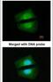 TGF-Beta Activated Kinase 1 (MAP3K7) Binding Protein 1 antibody, PA5-28600, Invitrogen Antibodies, Immunofluorescence image 