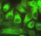 Caspase 7 antibody, ab32522, Abcam, Immunofluorescence image 