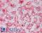 STOM antibody, LS-B10402, Lifespan Biosciences, Immunohistochemistry frozen image 