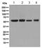 Serpin Family C Member 1 antibody, ab126598, Abcam, Western Blot image 